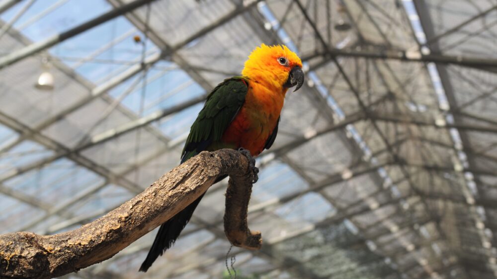 Sun Parakaat is standing on the branch of a tree