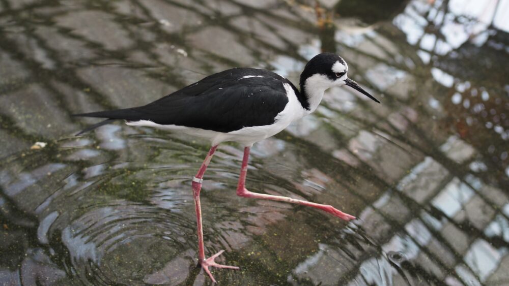 A sandpiper is walking calmly inside waterside zone of Kakegawa kachoen