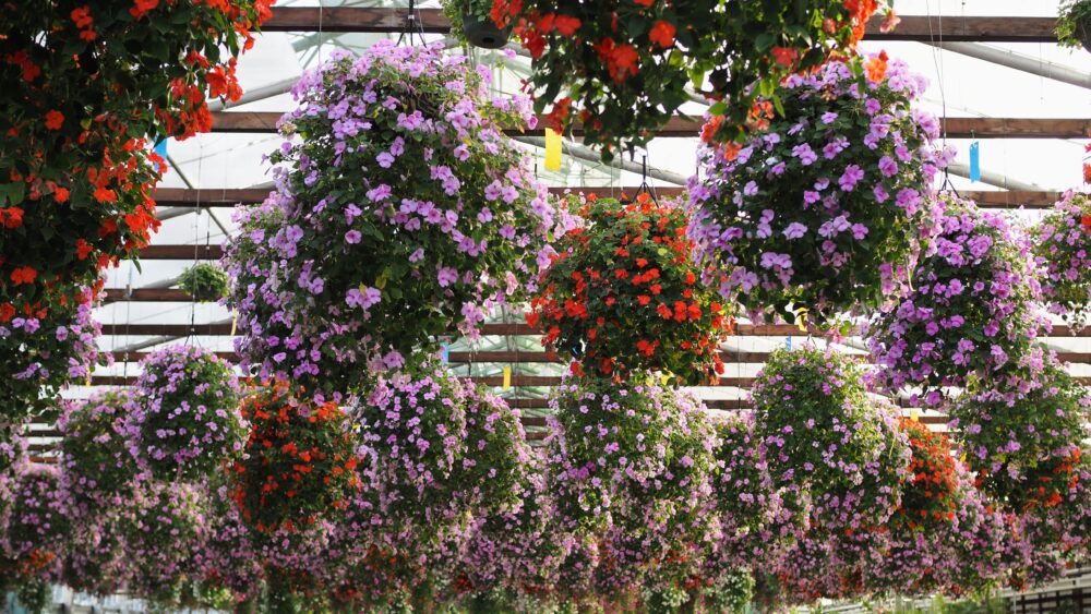 Various flower bouquets welcome your visit in Kakegawa flower and bird park