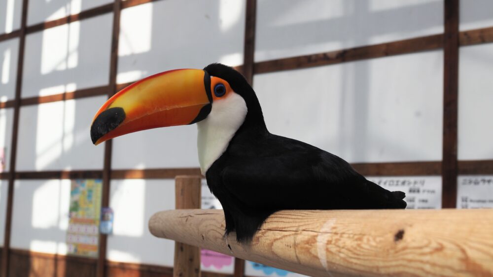 toucan rests on the wooden chair in Kakegawa Kachoen