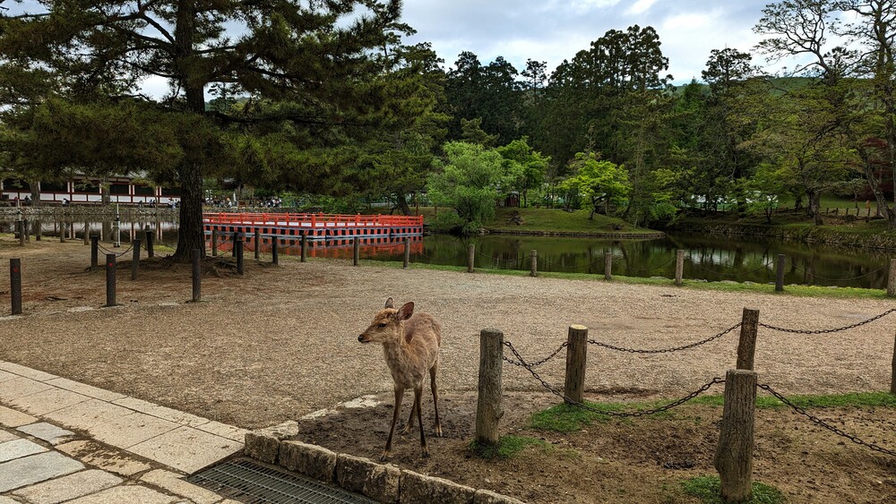 A deer is standing peacefully in Nara Park