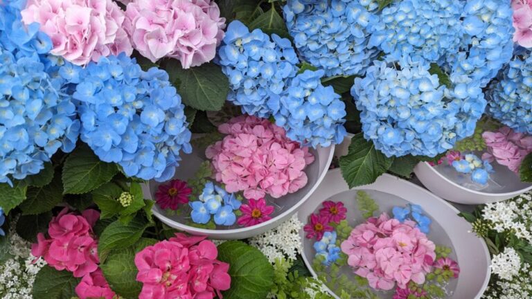 Various colours of hydrangeas are blooming