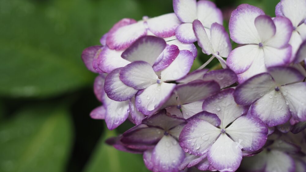 Raindrops are slipping off the petals