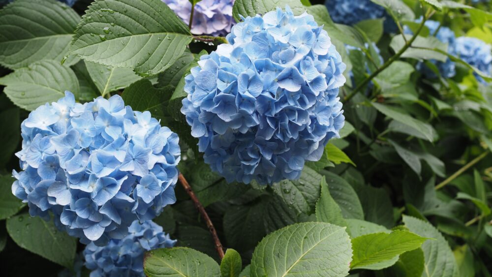 Hydrangea macrophylla, the most popular species of the plant