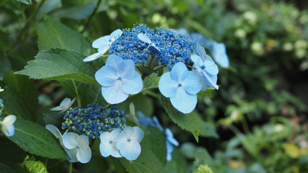 Hydrangea serrata, its distinctive shape is adorable