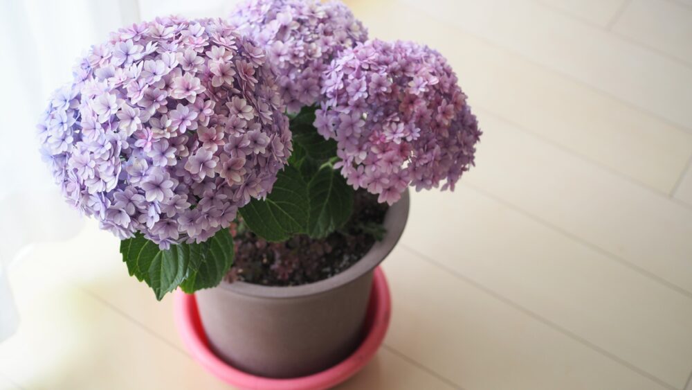 This kind of hydrangea is suitable for a present