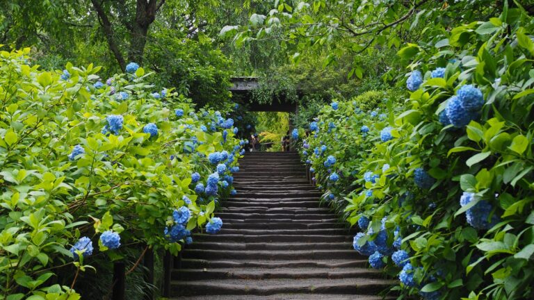 Hydrangeas are blooming alongside of the main gate