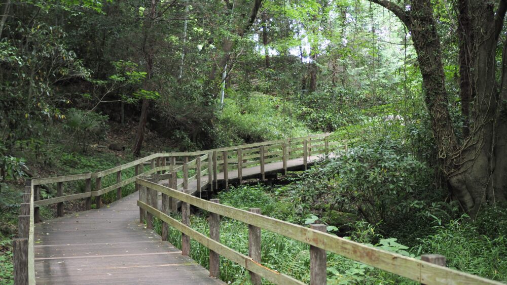 Feel the wildness of greens in the walking paths