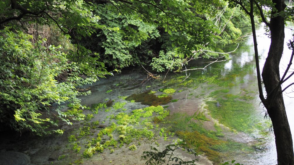 Another view of water clarity and greens from observation deck 1