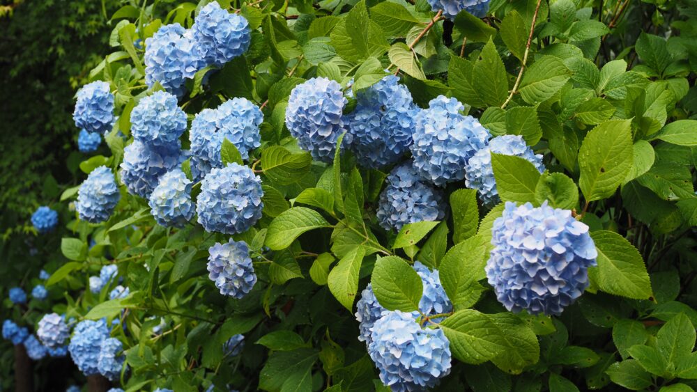 The blue hydrangea are blooming beautifully