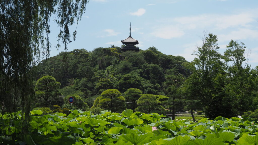 The wide view of Sankeien Garden with lotus flowers