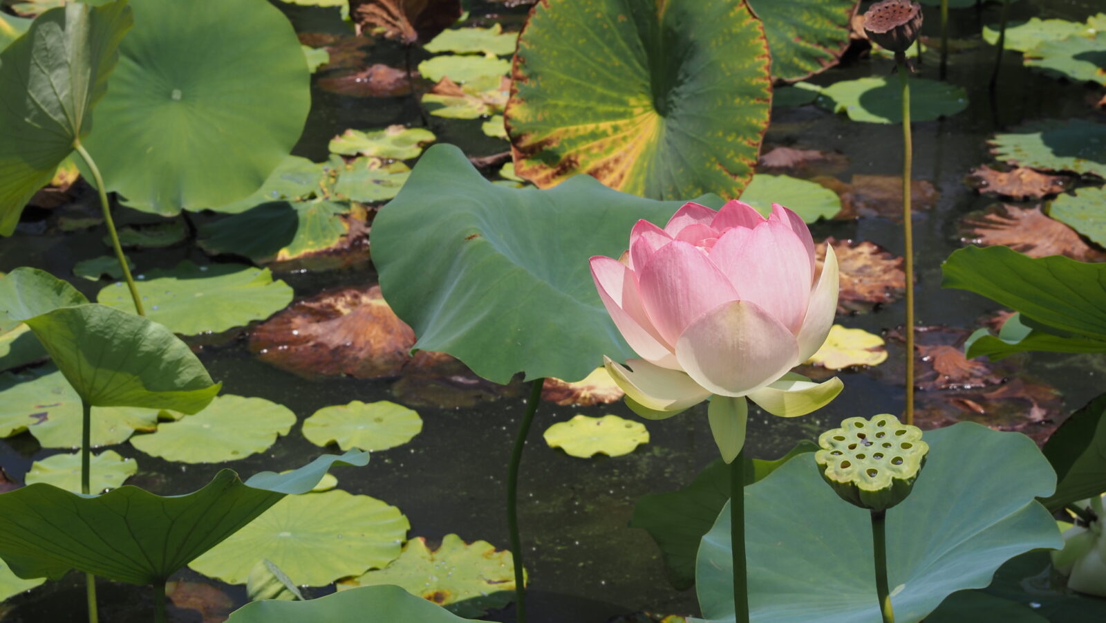 The featured image of The Legends of Lotus Leaves