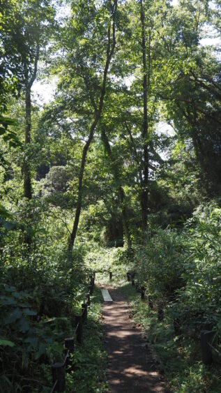 Untouched nature still exists in Koajiro Forest