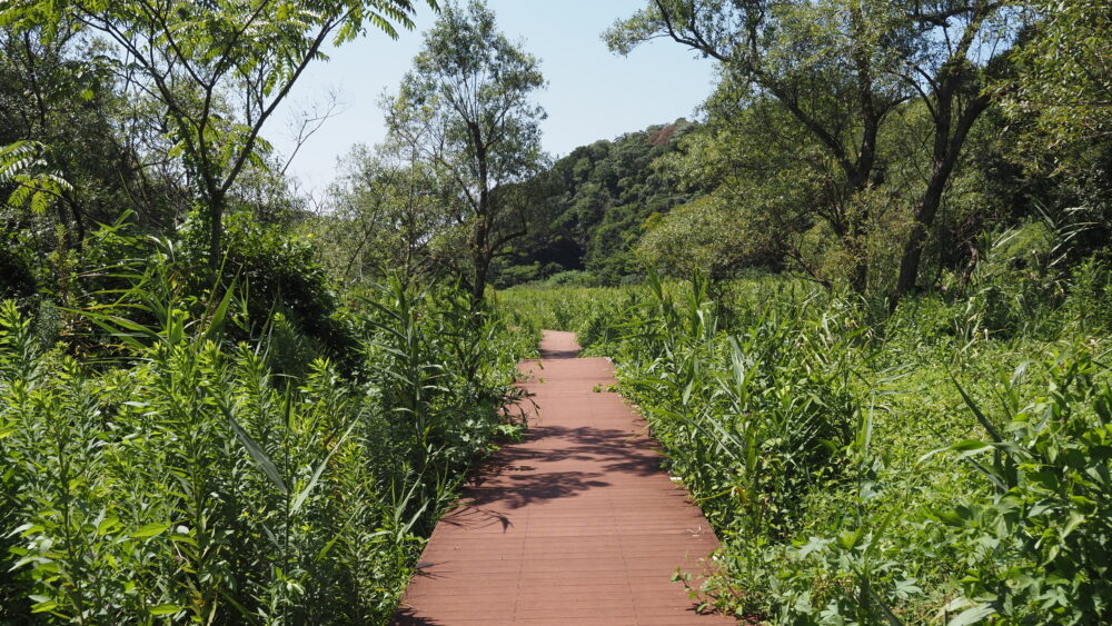 Trail in Koajiro Forest is full of wonders