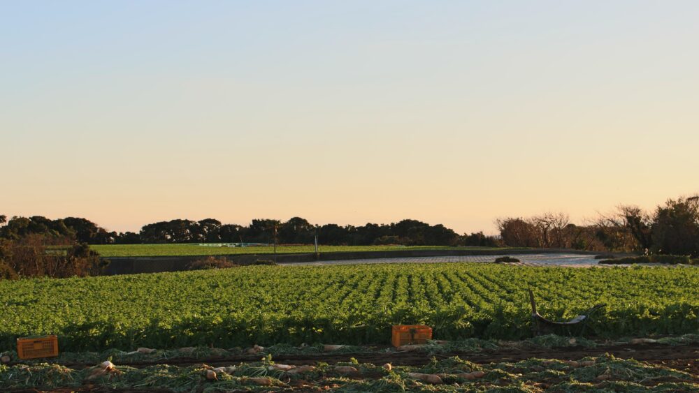 It seems that the harvest season has come