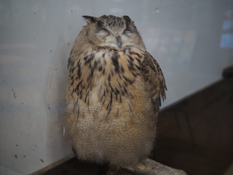 An owl is sleeping