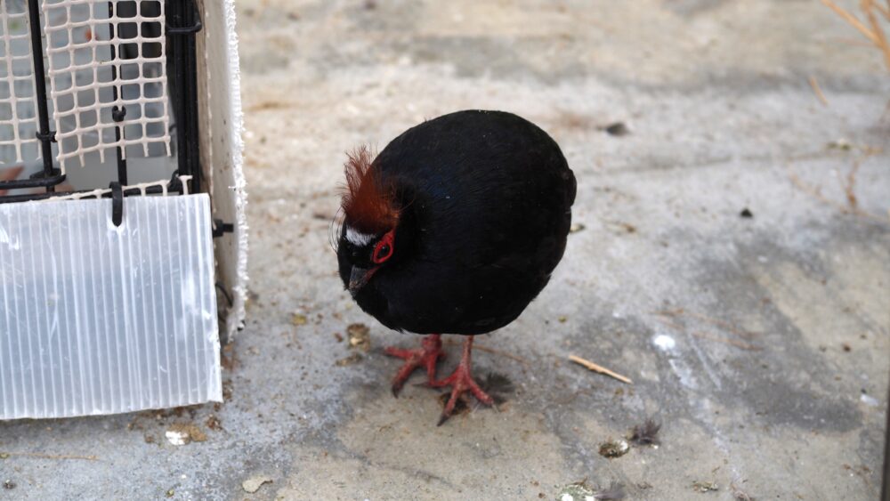 Tiny bird in Kakegawa Kachoen