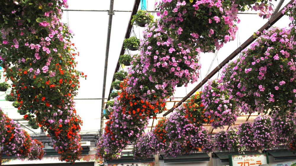 Flower bouquets in Kakegawa Kachoen