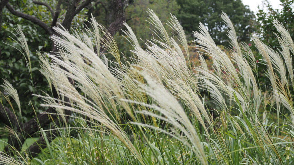 Featured image of Japanese Pampas Grass