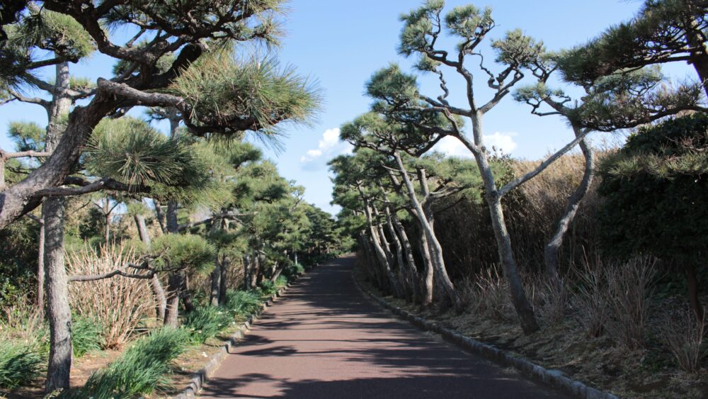 A walking path with pine trees