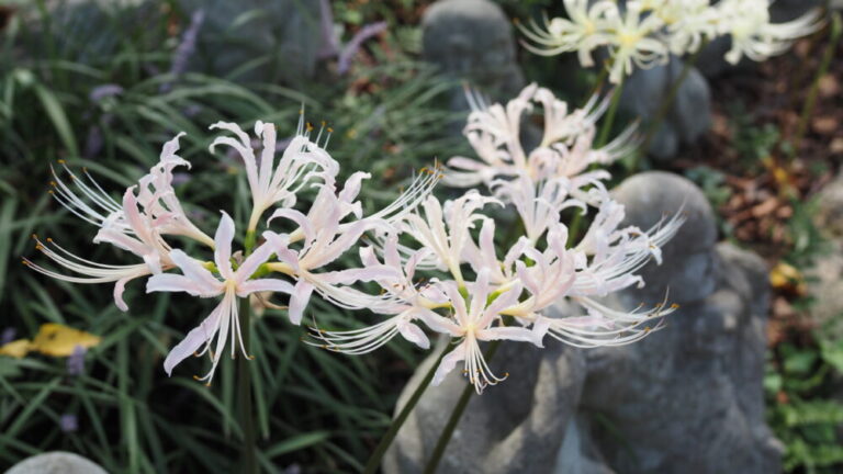 Featured image of Spider Lily