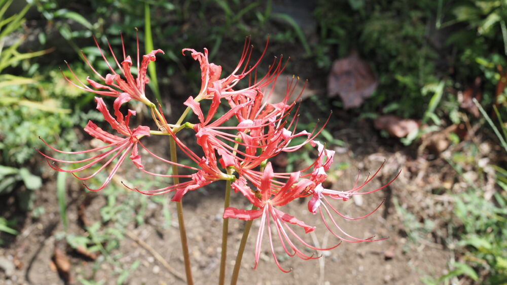 Vivid red spider lilies