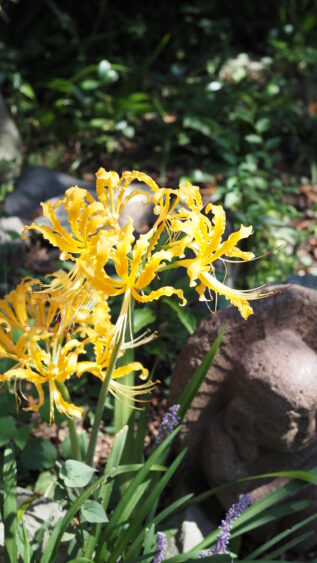 Yellow spider lilies are really vibrant