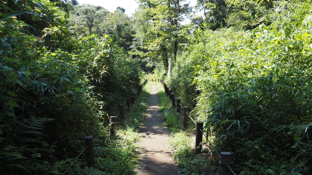 A pavement with lush greens in Koajiro Forest