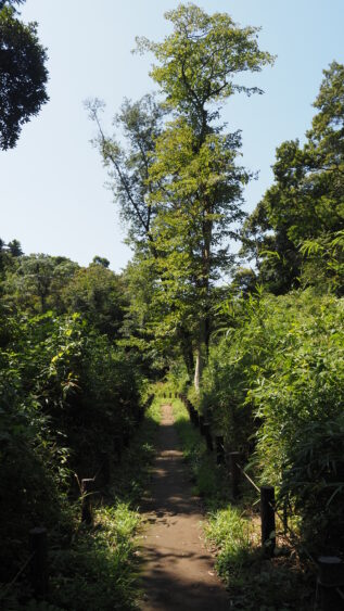 Towering trees welcome your trail