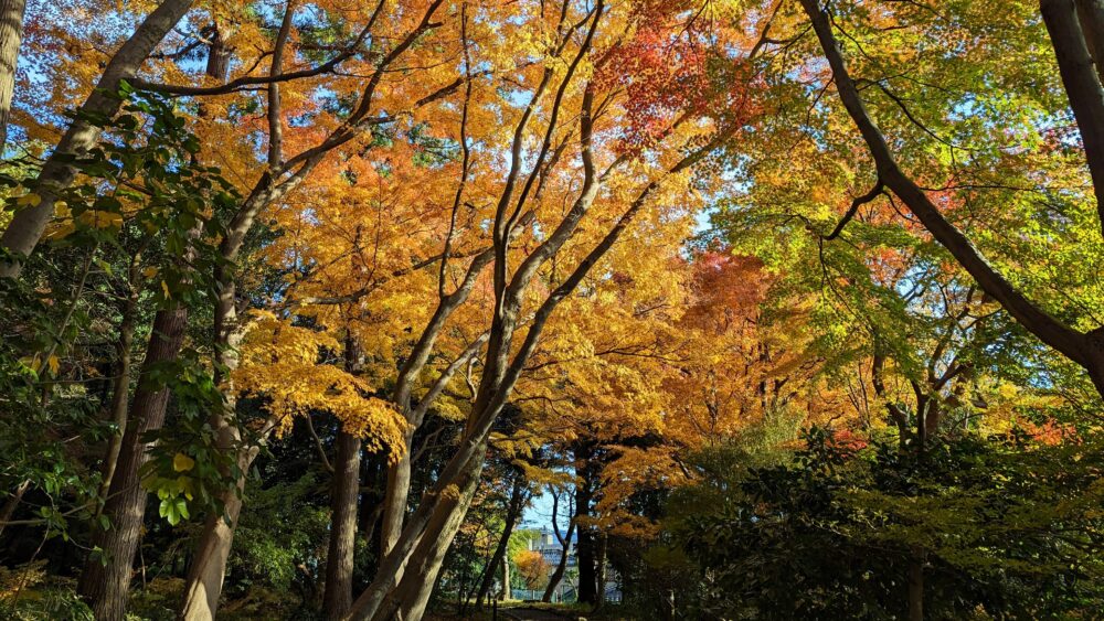 The featured image of Autumn leaves