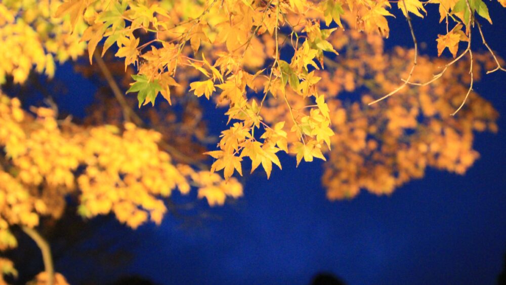 Night view of Maple leaves