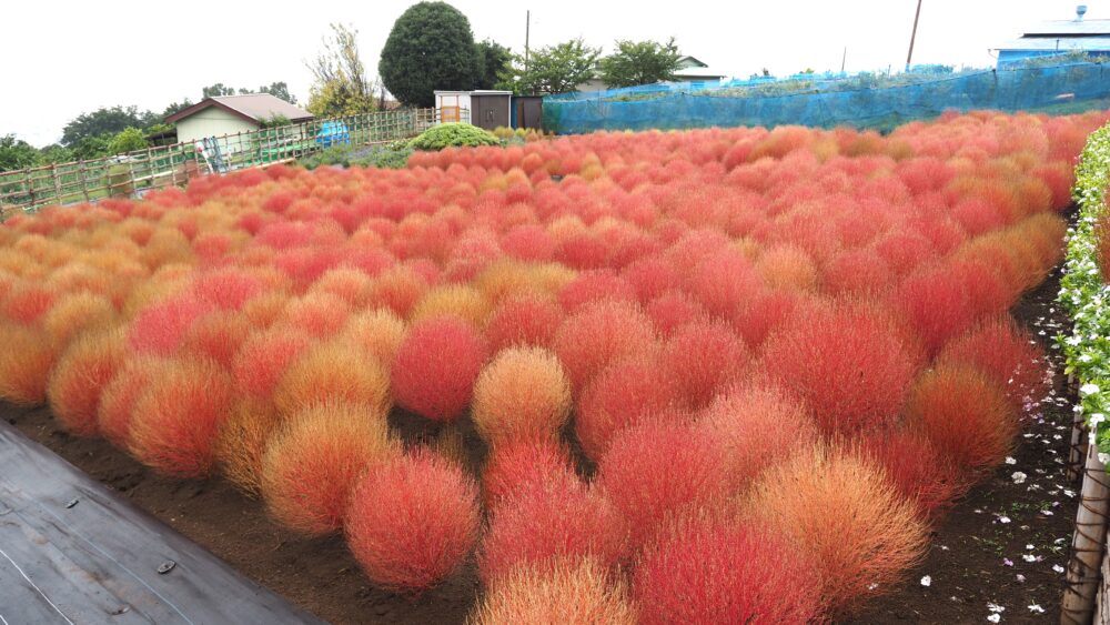 Cochia is one of the fastest autumn leaves in Japan