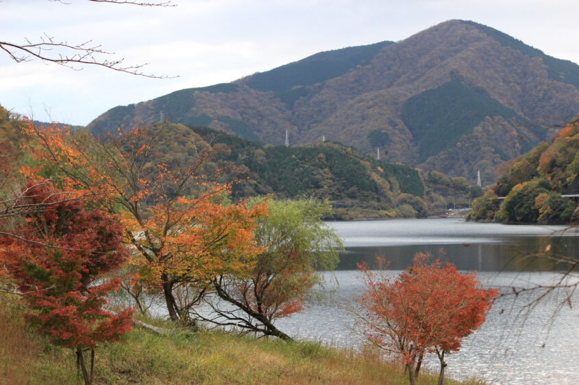 Autumn leaves at a lakeside