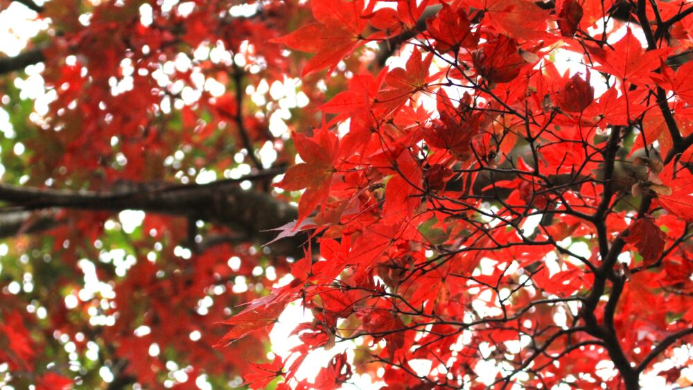 Maple trees turn vivid red