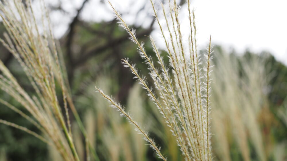 Japanese Pampas Grass is such a feathery plant