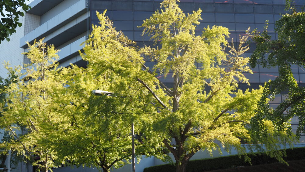 Ginkgo Trees near Yamashita Park