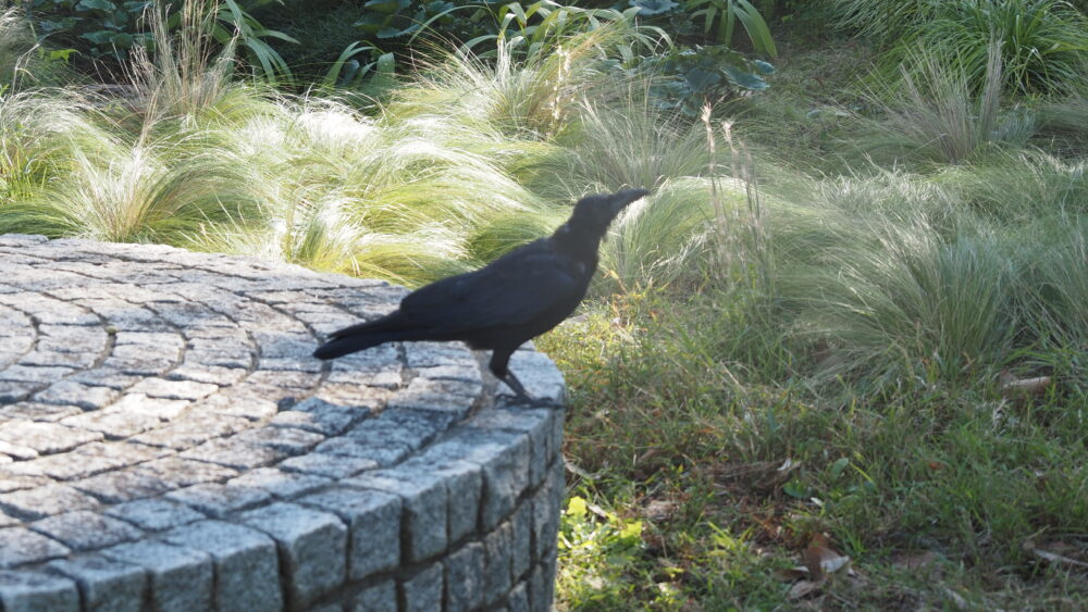 A craw takes a walk in the park