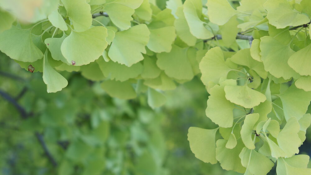 Ginkgo Leaves