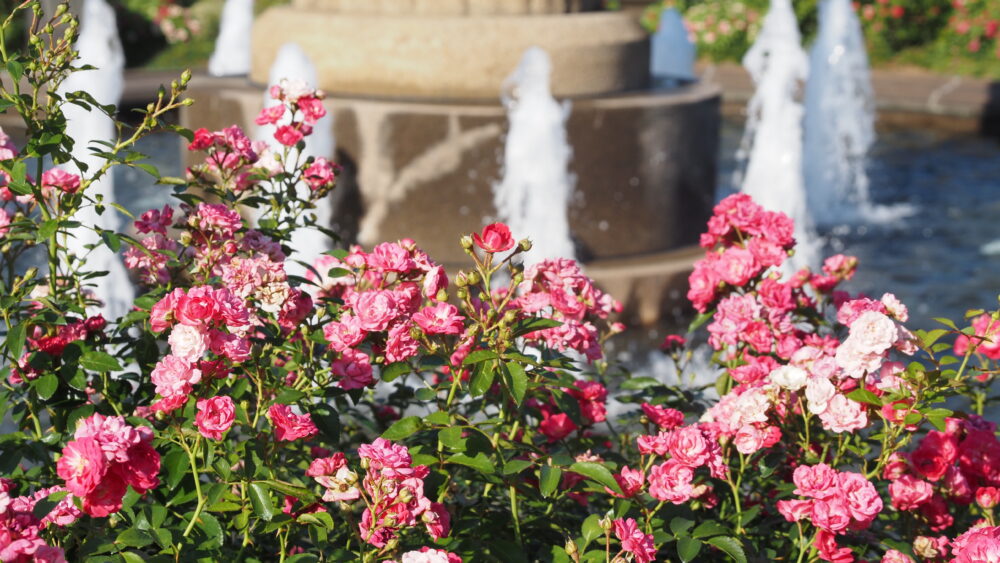 Flowers are beautifully blooming in Yamashita Park