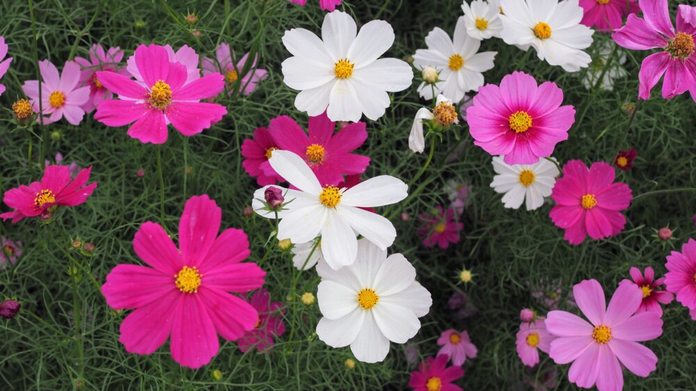 A variety of cosmos are blooming