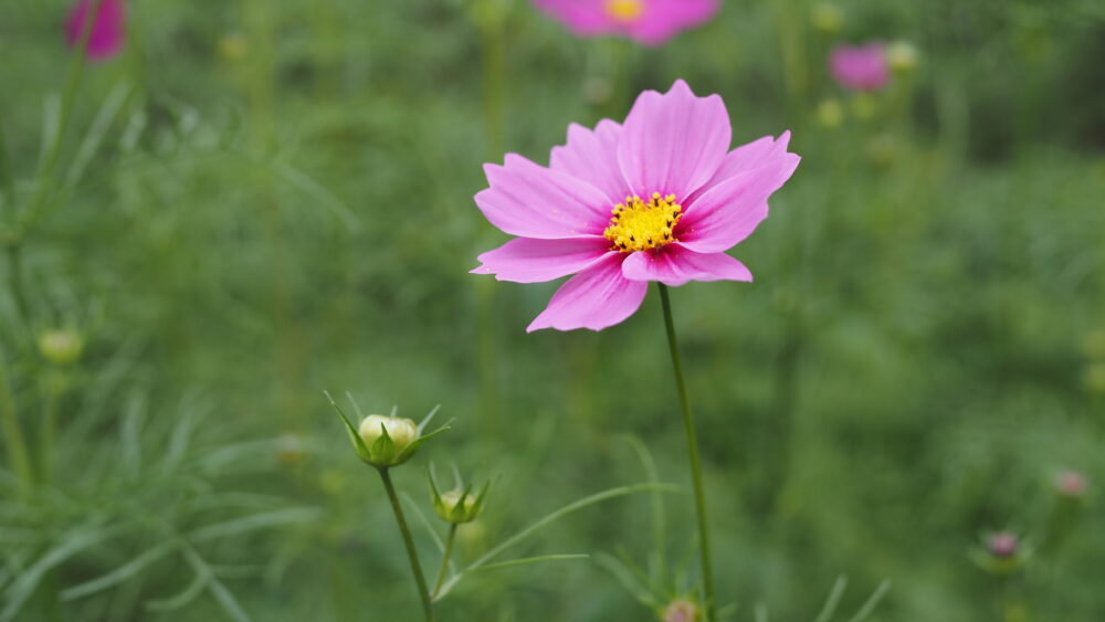 Pink cosmos