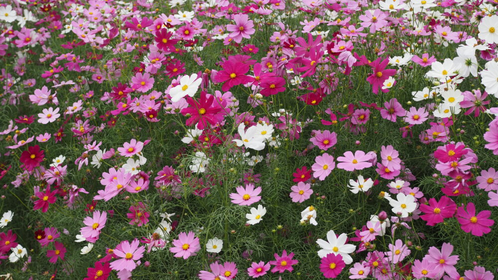 Cosmos flowers are strong plants