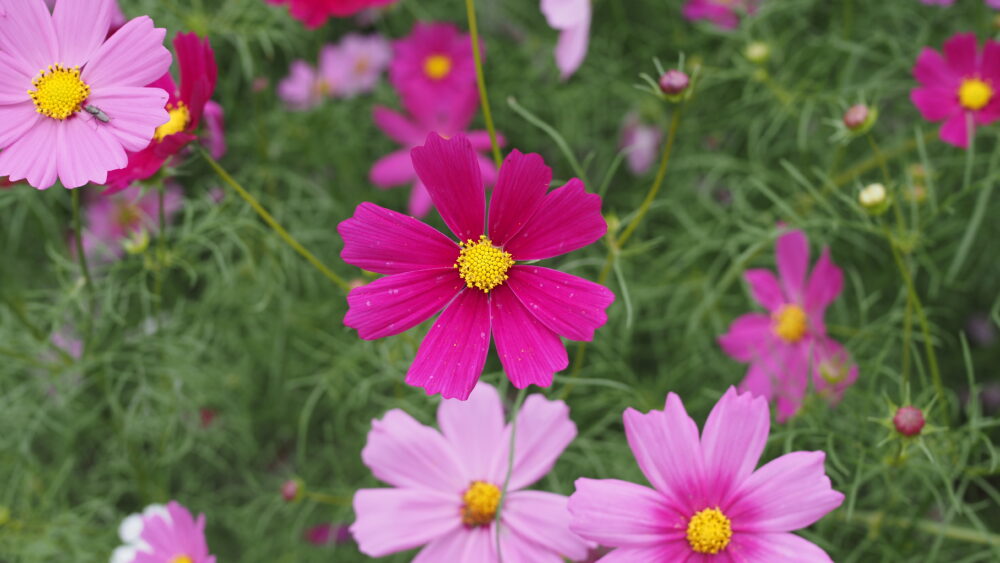 Vivid red cosmos