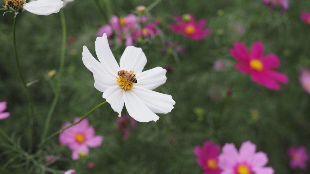 Bees are carrying pollen