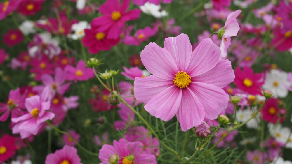 Cosmos flowers embody the Beauty of Impermanence