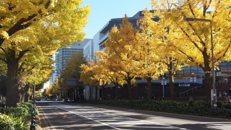 Featured image of foliage in Yokohama