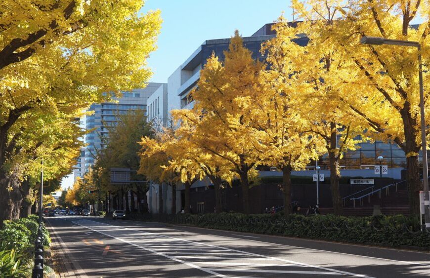 Featured image of foliage in Yokohama