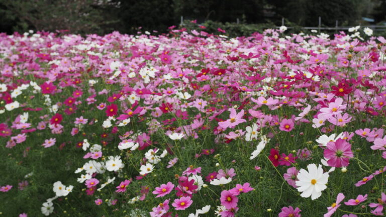 Cosmos flowers are beautifully blooming