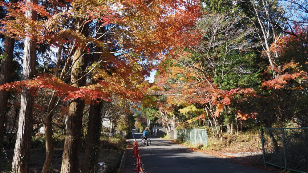 Every path is filled with autumn colours