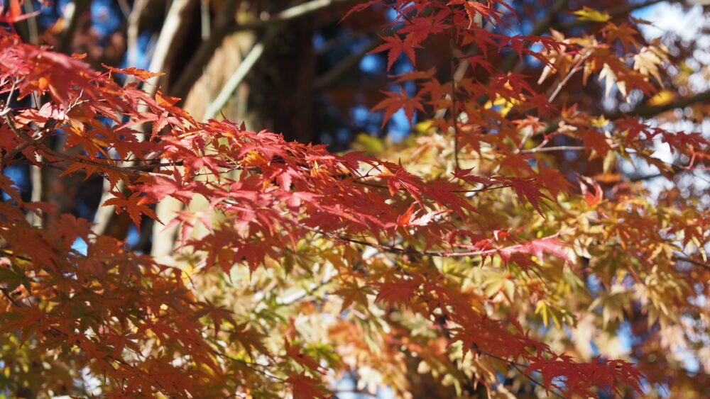 Red and Yellow hues